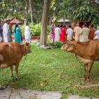 Govardhana Puja 2015 - Photo 