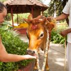 Govardhana Puja 2016 - Photo 